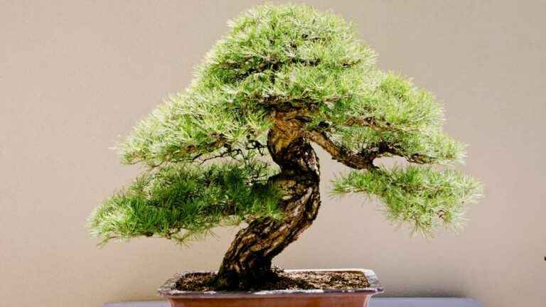 como podar bonsai de amora